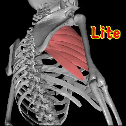 Free play online 3DAnatomyLite APK Free play online 3DAnatomyLite APK