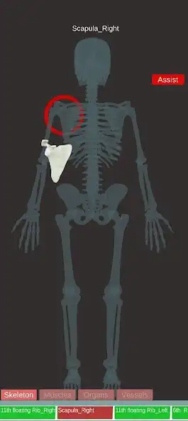 Play 3D Anatomy Quiz -Human Body  and enjoy 3D Anatomy Quiz -Human Body with UptoPlay