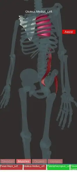Play 3D Anatomy Quiz -Human Body as an online game 3D Anatomy Quiz -Human Body with UptoPlay