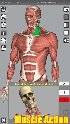 Play 3D Anatomy  and enjoy 3D Anatomy with UptoPlay