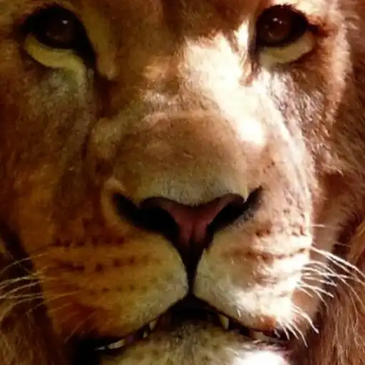 Play 3d Animals Live Wallpaper Pro APK