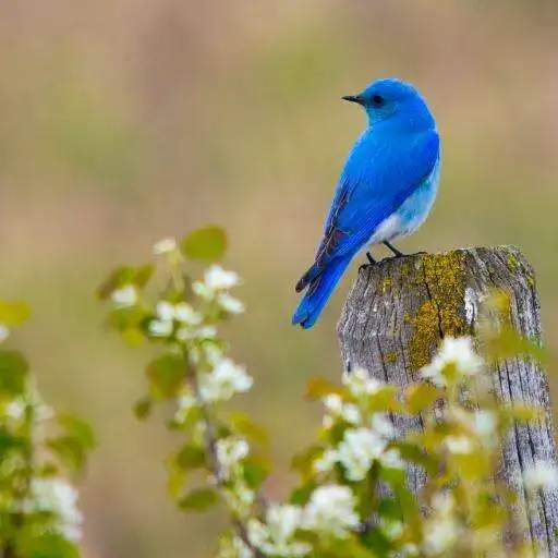 Play 3D Bird Ringtones & Sounds APK Play 3D Bird Ringtones & Sounds APK