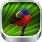 Free play online 3D Bird Songs  APK