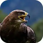 Free play online 3D Birds Theme Memory Game APK