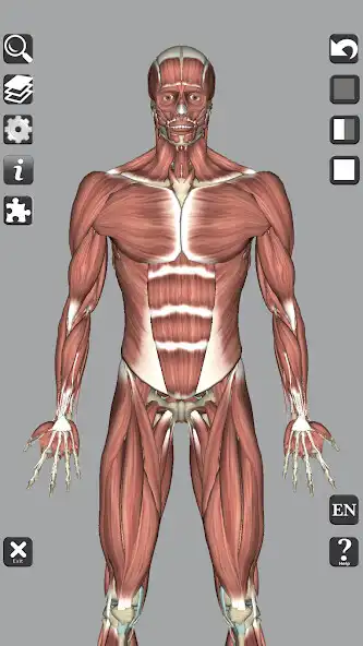 Play 3D Bones and Organs (Anatomy) as an online game online 3D Bones and Organs (Anatomy) with UptoPlay Play 3D Bones and Organs (Anatomy) as an online game 3D Bones and Organs (Anatomy) with UptoPlay