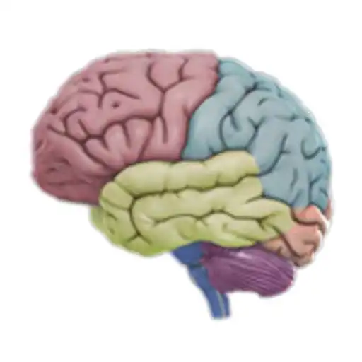 Play 3D Brain APK Play 3D Brain APK