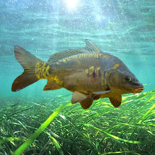 Play 3DCARP2 APK