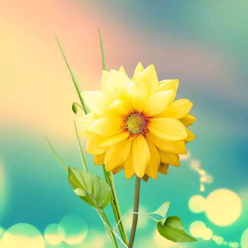 Play 3D Flowers Live Wallpaper Lite APK Play 3D Flowers Live Wallpaper Lite APK