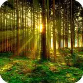 Free play online 3D Forest APK Free play online 3D Forest APK