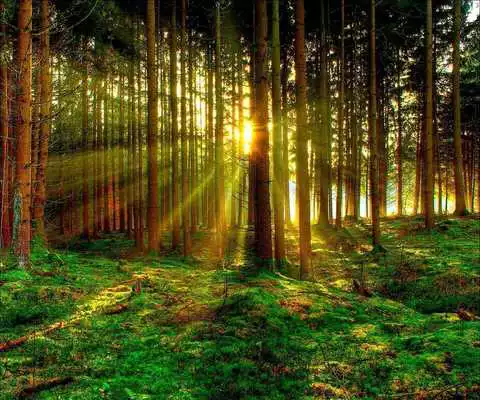 Play 3D Forest