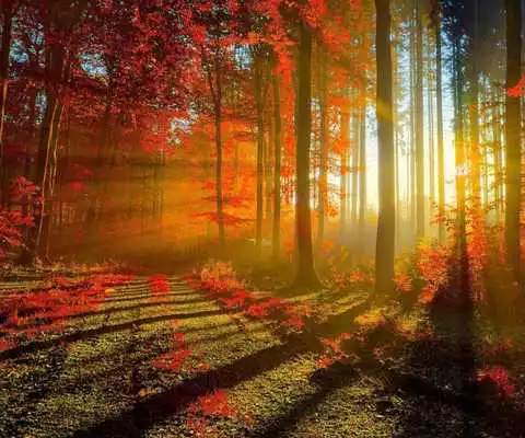Play 3D Forest