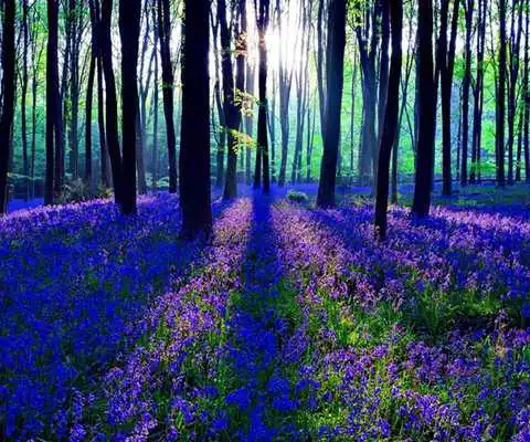 Play 3D Forest
