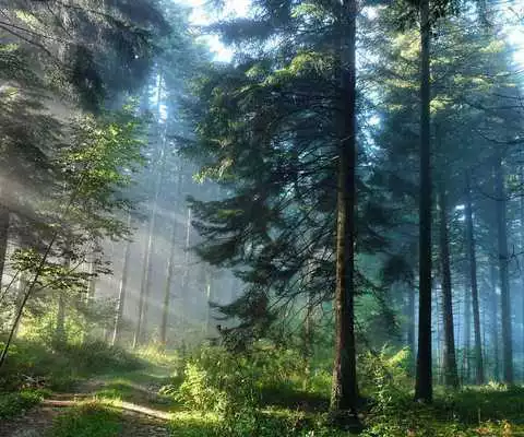 Play 3D Forest