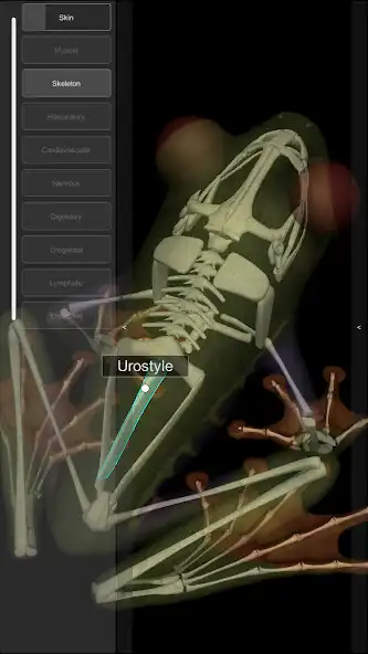 Play 3D Frog Skeleton as an online game 3D Frog Skeleton with UptoPlay