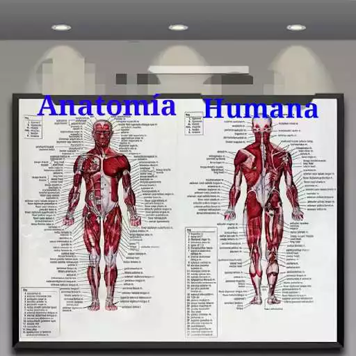 Play 3D Human Anatomy Atlas and enjoy 3D Human Anatomy Atlas with UptoPlay Play 3D Human Anatomy Atlas and enjoy 3D Human Anatomy Atlas with UptoPlay