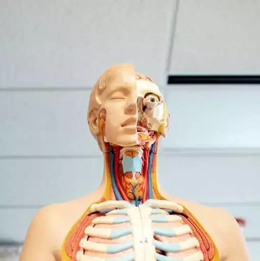 Play 3D Human Anatomy Atlas as an online game online 3D Human Anatomy Atlas with UptoPlay anatomiahumanaonline.huesosarticulaciones.organos Play 3D Human Anatomy Atlas as an online game 3D Human Anatomy Atlas with UptoPlay