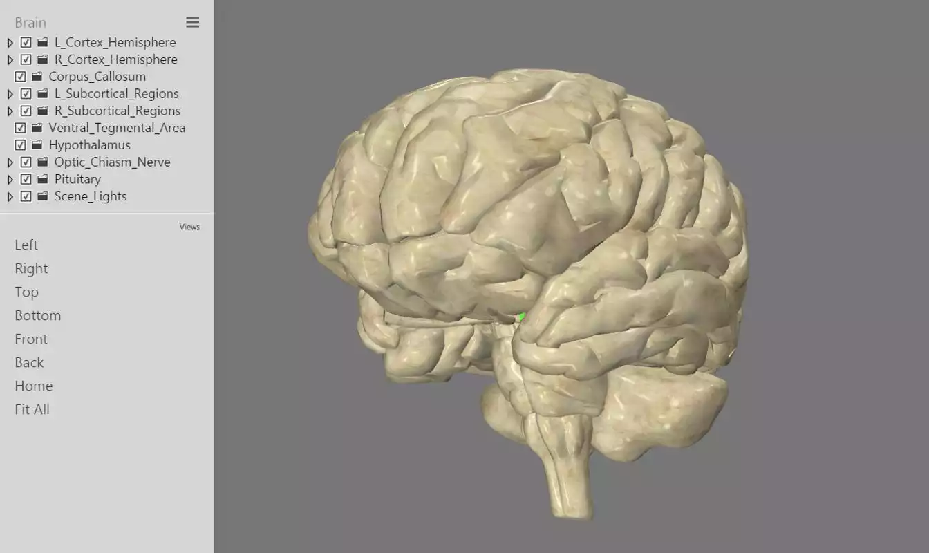 Play 3D Interactive Brain