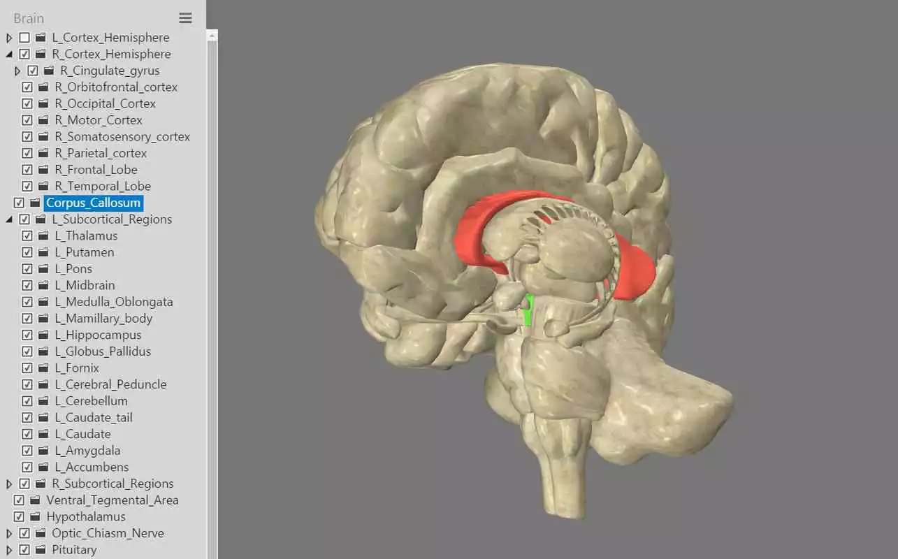 Play 3D Interactive Brain