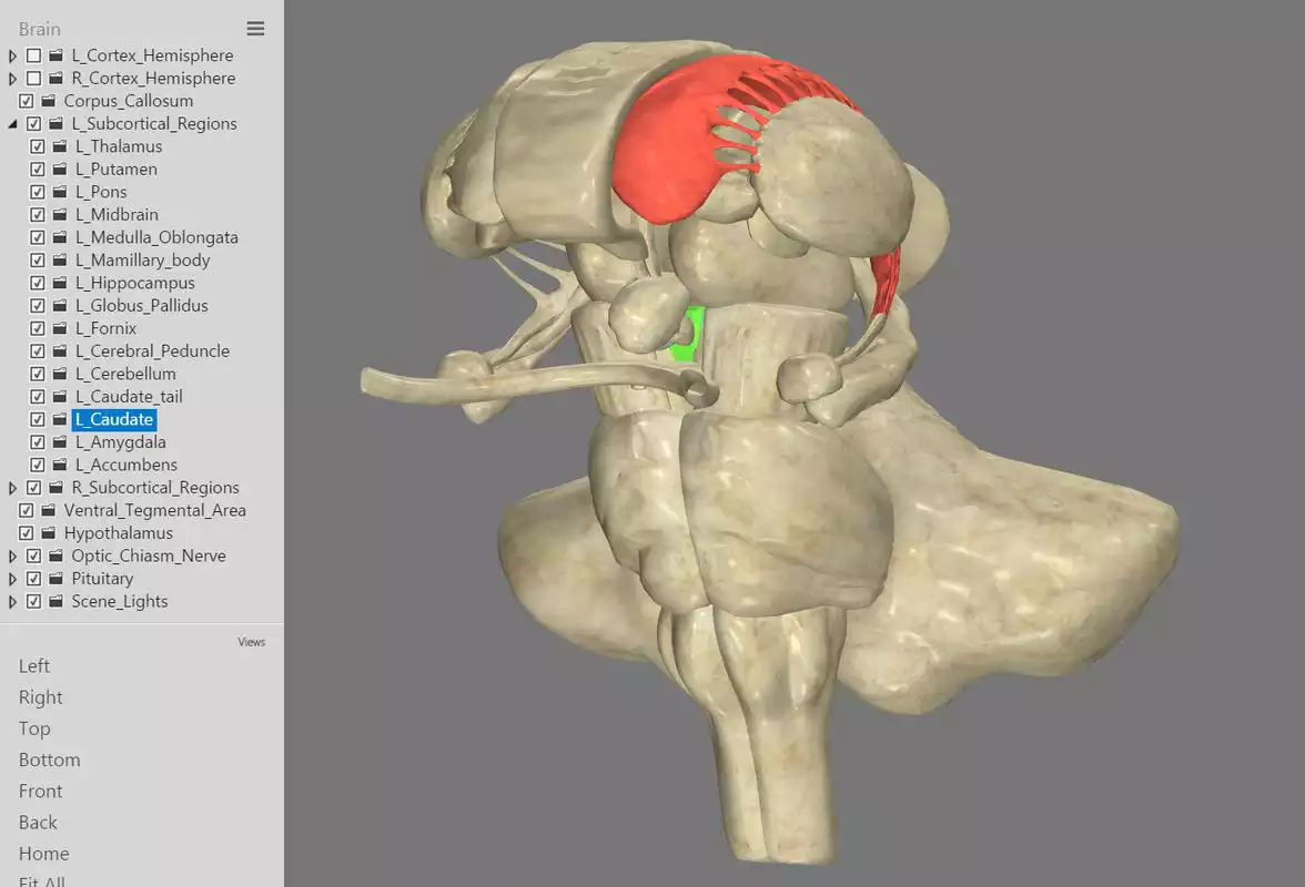 Play 3D Interactive Brain