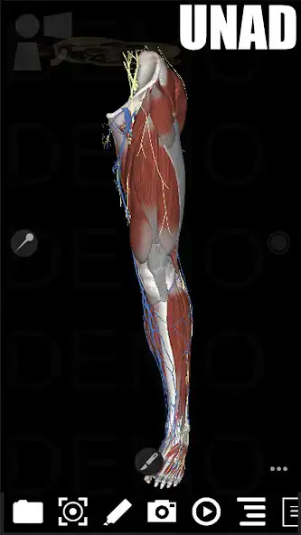 Play 3Dissect Lower Limb UNAD  and enjoy 3Dissect Lower Limb UNAD with UptoPlay