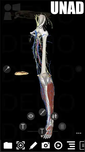 Play 3Dissect Lower Limb UNAD as an online game 3Dissect Lower Limb UNAD with UptoPlay
