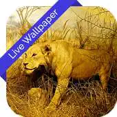 Free play online 3D Real Safari Cube LWP APK Free play online 3D Real Safari Cube LWP APK