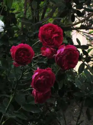 Play 3D Roses wallpaper