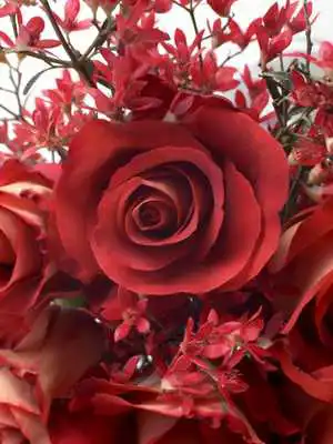 Play 3D Roses wallpaper