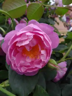 Play 3D Roses wallpaper