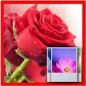 Free play online 3D Rose  Wallpaper Free APK