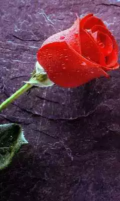 Play 3D True Love Red Rose Themes Wallpapers Play 3D True Love Red Rose Themes Wallpapers