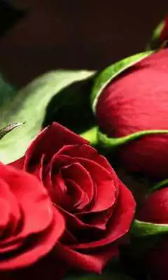 Play 3D True Love Red Rose Themes Wallpapers Play 3D True Love Red Rose Themes Wallpapers