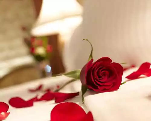 Play 3D True Love Red Rose Themes Wallpapers Play 3D True Love Red Rose Themes Wallpapers