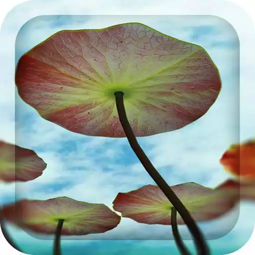 Play 3D Water Lilies Live Wallpaper APK