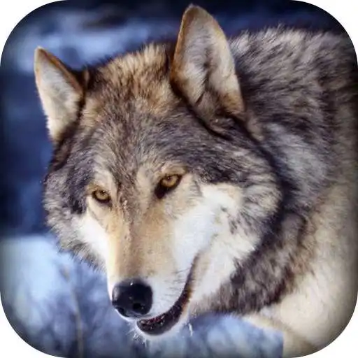 Run free android online 3d Wild Wolf Hunting Jungle Shooter APK Run free android online 3d Wild Wolf Hunting Jungle Shooter APK