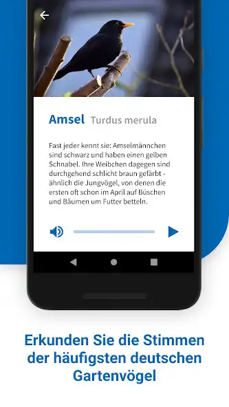 Play 40 Gartenvögel  ihre Stimmen as an online game 40 Gartenvögel  ihre Stimmen with UptoPlay