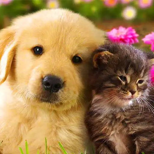 Free play online 4K Animal Wallpapers APK Free play online 4K Animal Wallpapers APK
