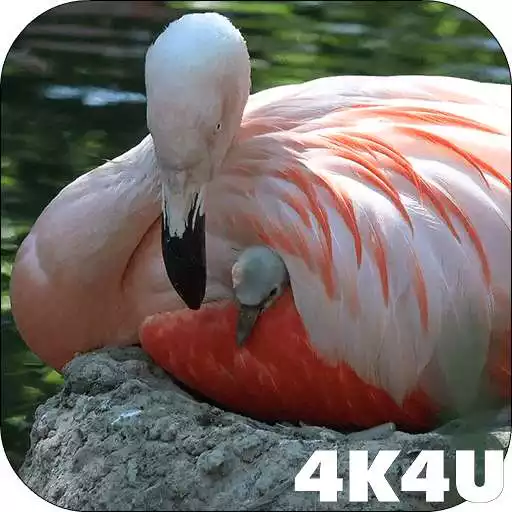 Free play online 4K Baby Flamingo Video Live Wallpaper  APK