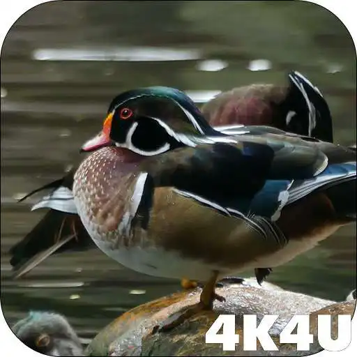 Free play online 4K Colorful Ducks Video Live Wallpaper APK Free play online 4K Colorful Ducks Video Live Wallpaper APK