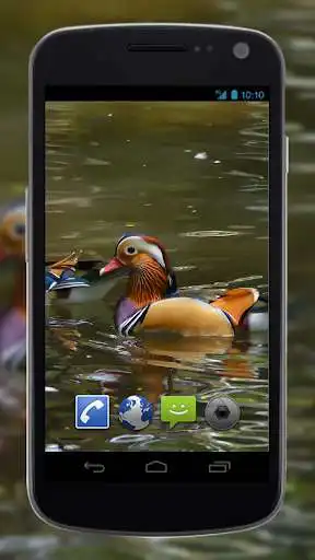 Play 4K Colorful Ducks Video Live Wallpaper