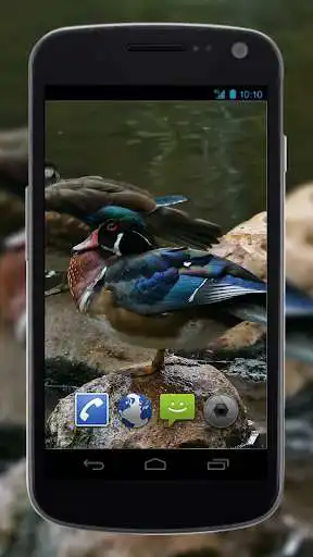 Play 4K Colorful Ducks Video Live Wallpaper