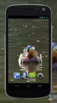 Play 4K Colorful Ducks Video Live Wallpaper