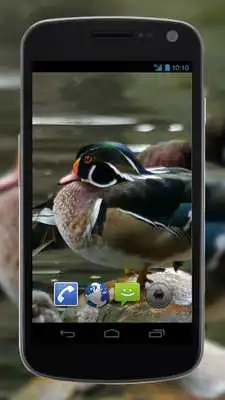 Play 4K Colorful Ducks Video Live Wallpaper