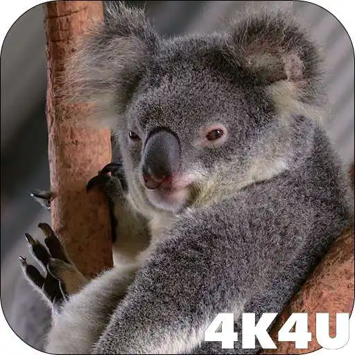 Play 4K Cute Koala Video Live Wallpaper APK Play 4K Cute Koala Video Live Wallpaper APK