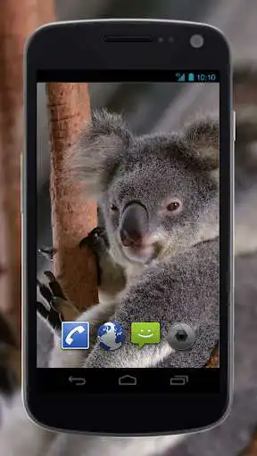 Play 4K Cute Koala Video Live Wallpaper  and enjoy 4K Cute Koala Video Live Wallpaper with UptoPlay