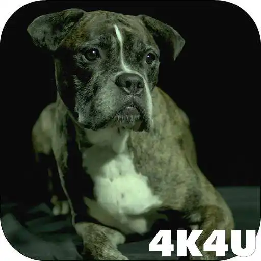 Play 4K Dogs Slow-mo Video Live Wallpaper APK Play 4K Dogs Slow-mo Video Live Wallpaper APK