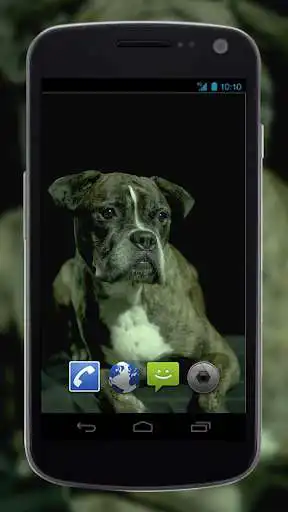 Play 4K Dogs Slow-mo Video Live Wallpaper  and enjoy 4K Dogs Slow-mo Video Live Wallpaper with UptoPlay