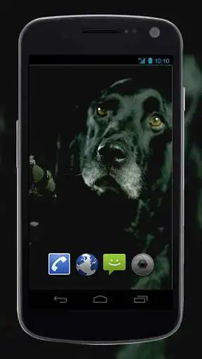 Play 4K Dogs Slow-mo Video Live Wallpaper as an online game 4K Dogs Slow-mo Video Live Wallpaper with UptoPlay