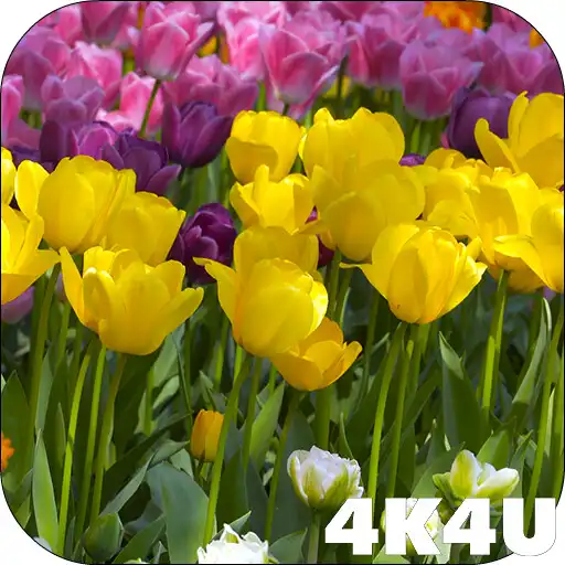Play 4K Flower Glade Video Live Wallpapers APK