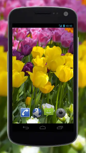 Play 4K Flower Glade Video Live Wallpapers  and enjoy 4K Flower Glade Video Live Wallpapers with UptoPlay